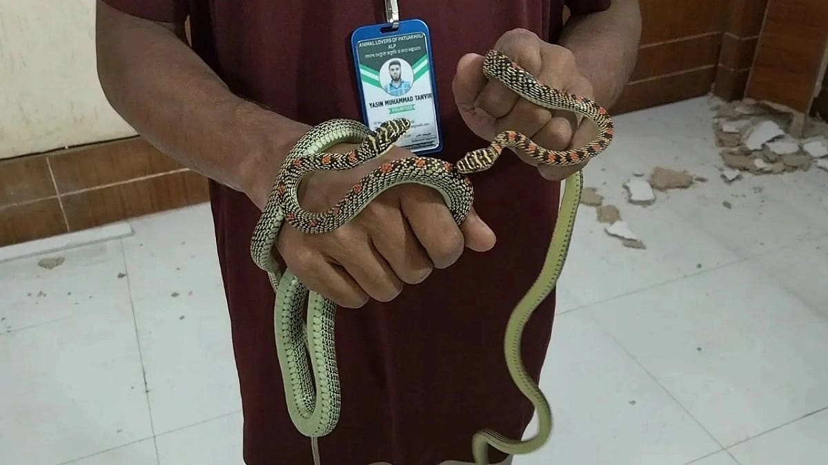 ডিআইজি কার্যালয়ের দেয়াল ভেঙে উদ্ধার দুই কালনাগিনী